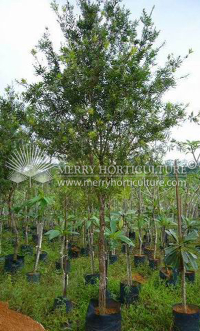 Callistemon verminalis